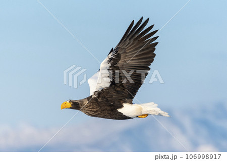 Steller's Sea-eagle in flight over the Nemuro Strait, off the coast of Shiretoko, Japan. Steller's Sea-eagle in flight over the Nemuro Strait, off the coast of Shiretoko, Japan. 106998917