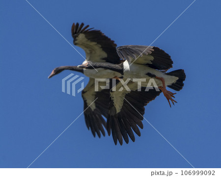 Magpie Geese arriving at a wetland in Queensland, Australia. 106999092