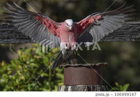 A beautiful Galah arriving to a rusty old tin full of wild bird seed. 106999167