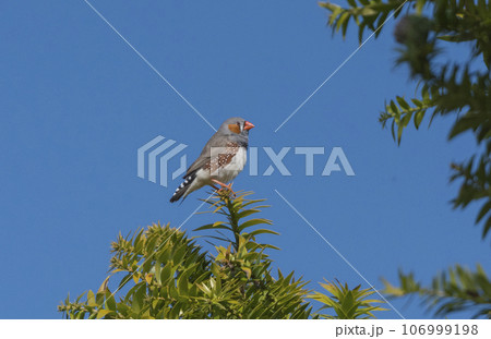 A beautiful little Zebra Finch perched on top of a small pine tree. 106999198