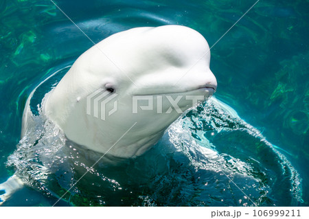 シロイルカ シロイルカ 106999211