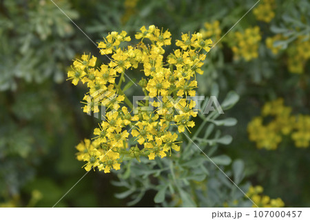 Common rue Common rue 107000457