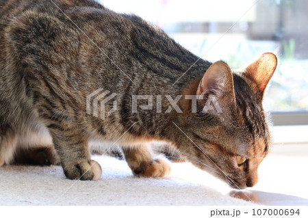 匂いをかぐ猫 107000694