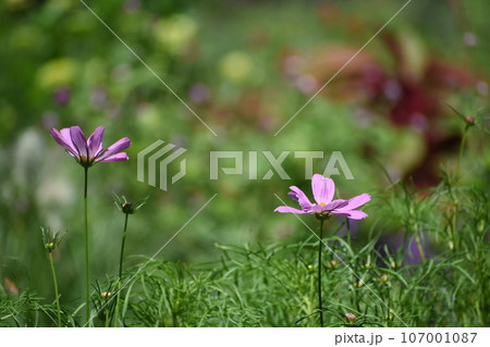 秋の里山ガーデンフェスタの花 107001087