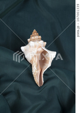 a conch shell on a green wavy curtain a conch shell on a green wavy curtain 107001339