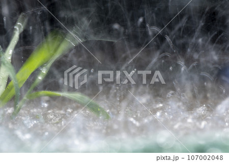梅雨　激しく降る雨のイメージ 107002048