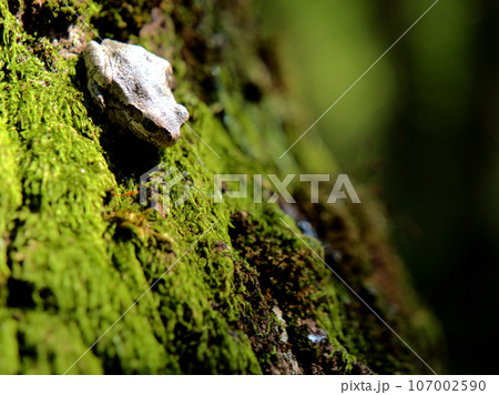 9月の林で見つけたアマガエル 107002590