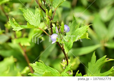 八幡平の植物 トリカブト 八幡平の植物 トリカブト 107002779