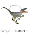 Velociraptor with a skipping rope. Dinosaur athlete. Watercolor illustration isolated on a white background. Hand drawn 107002933