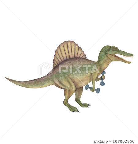 Spinosaurus with dumbbells. Dinosaur athlete. Watercolor illustration isolated on a white background. Hand drawn Spinosaurus with dumbbells. Dinosaur athlete. Watercolor illustration isolated on a white background. Hand drawn 107002950