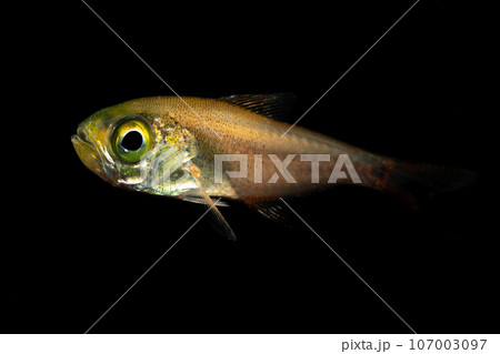 キンメモドキの幼魚 107003097
