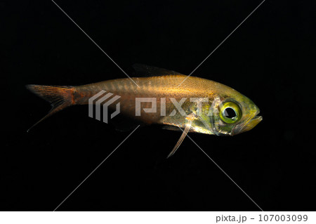 キンメモドキの幼魚 キンメモドキの幼魚 107003099