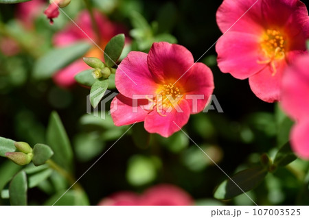 ポーチュラカの花 107003525
