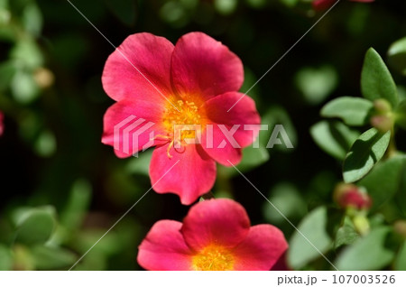 ポーチュラカの花 107003526