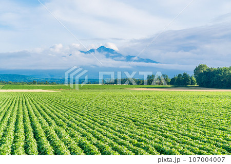 (北海道斜里町)広大な野菜畑の向こうに斜里岳 (北海道斜里町)広大な野菜畑の向こうに斜里岳 107004007