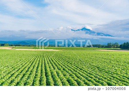 (北海道斜里町)広大な野菜畑の向こうに斜里岳 (北海道斜里町)広大な野菜畑の向こうに斜里岳 107004008