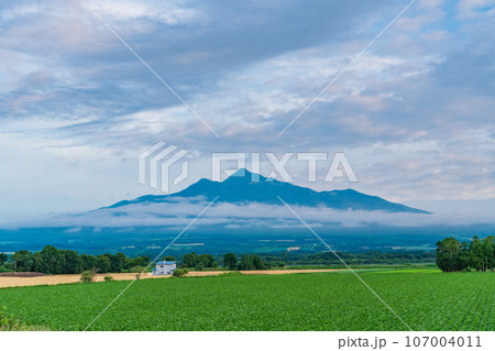 (北海道斜里町)広大な野菜畑の向こうに斜里岳 (北海道斜里町)広大な野菜畑の向こうに斜里岳 107004011