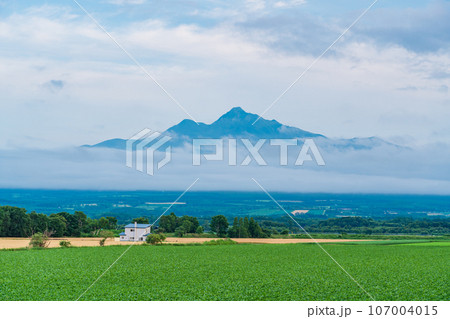 （北海道斜里町）広大な野菜畑の向こうに斜里岳 107004015