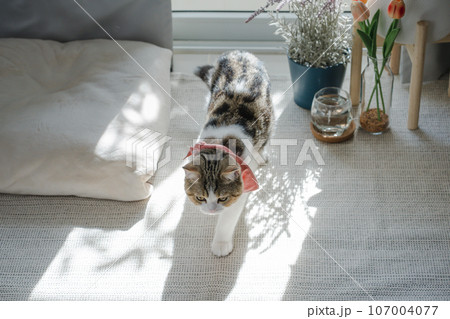 brown tabby scottish cat play in living room brown tabby scottish cat play in living room 107004077