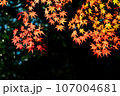 黒バックに映える紅葉 黒バックに映える紅葉 107004681