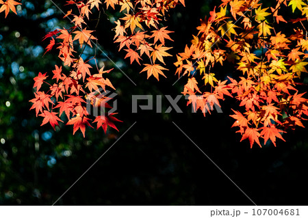 黒バックに映える紅葉 107004681