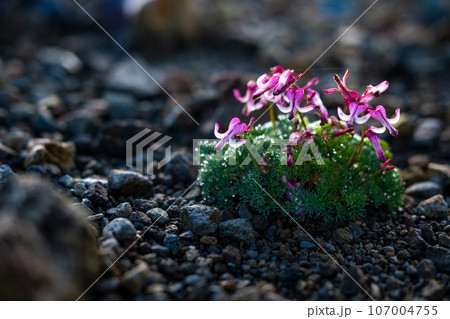 コマクサ 駒草 高山植物 山 アウトドア 花 アルプス 御嶽山 長野 王滝村 咲く 可憐 コマクサ 駒草 高山植物 山 アウトドア 花 アルプス 御嶽山 長野 王滝村 咲く 可憐 107004755
