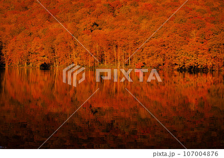 蔦沼の紅葉 107004876