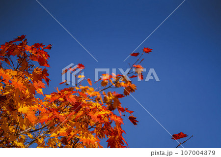 蔦沼の紅葉 蔦沼の紅葉 107004879