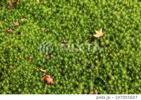スギ苔に落ちたモミジ 107005607