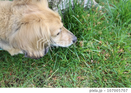 公園を散歩中のシニアのミニチュアダックス　クリームダックス 107005707