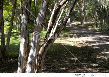 木の根が張り巡らされた遊歩道 107006665