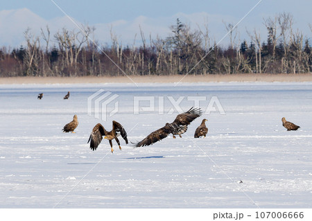 飛び立つオジロワシ 107006666
