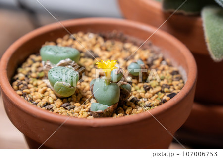 脱皮後する多肉植物「コノフィツム」(開花含む) 脱皮後する多肉植物「コノフィツム」(開花含む) 107006753