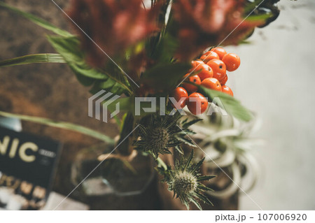 観葉植物とオレンジ色の実 107006920