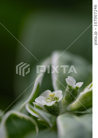 白いハツユキソウの花のクローズアップ 107007246
