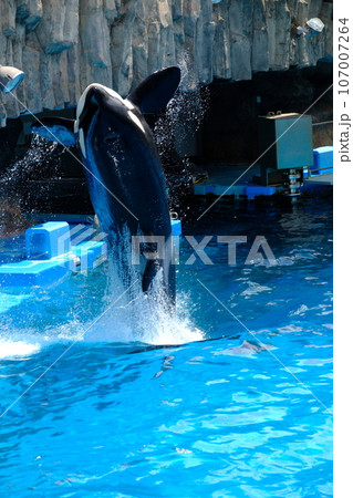 名古屋港水族館のシャチ 107007264