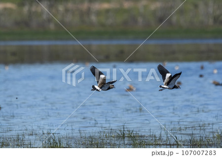 Southern Lapwing, Vanellus chilensis in flight, La Pampa Province, Patagonia, Argentina 107007283