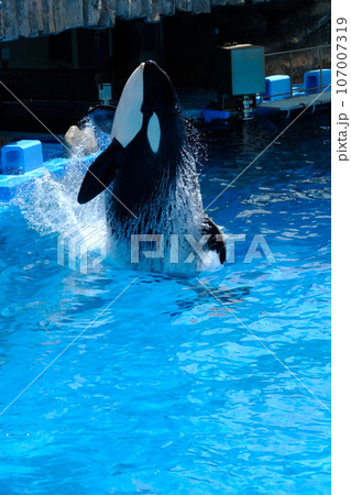 名古屋港水族館のシャチ 107007319