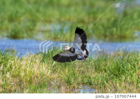 Southern Lapwing, Vanellus chilensis in flight, La Pampa Province, Patagonia, Argentina 107007444