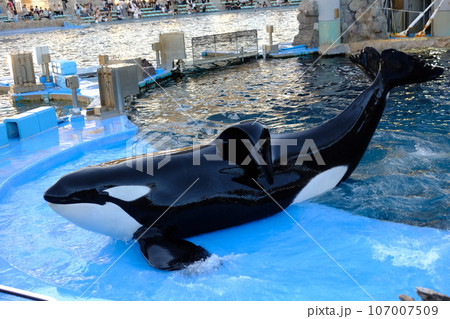 名古屋港水族館のシャチ 107007509