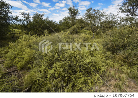 Calden forest landscape, La Pampa province, Patagonia, Argentina. 107007754