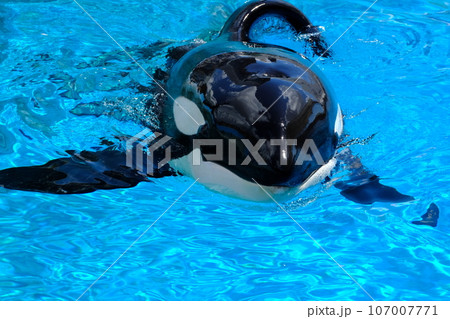 名古屋港水族館のシャチ 名古屋港水族館のシャチ 107007771