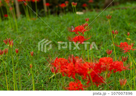 赤く美しい彼岸花 107007896