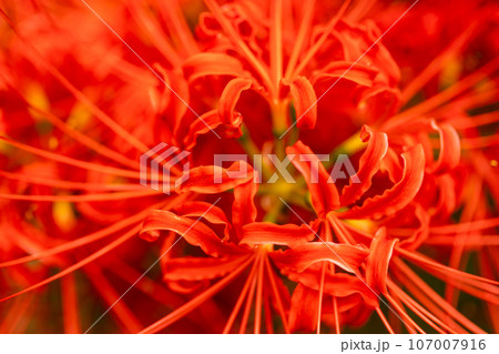 赤く美しい彼岸花 107007916