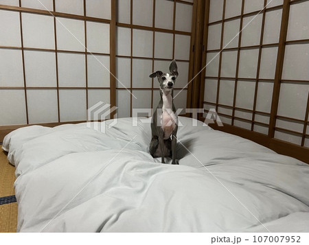 布団の上にお座りをするイタリアングレーハウンド 107007952