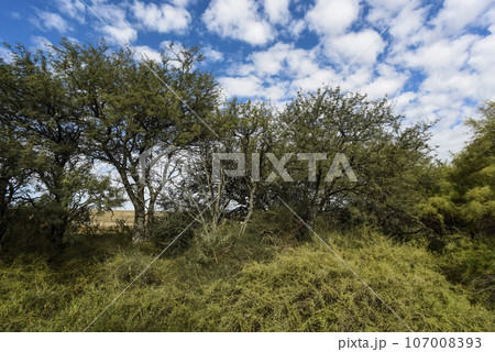 Calden forest landscape, La Pampa province, Patagonia, Argentina. Calden forest landscape, La Pampa province, Patagonia, Argentina. 107008393