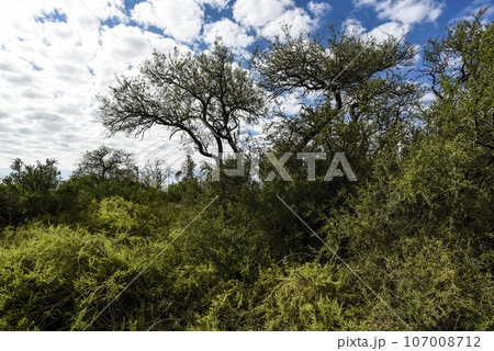 Calden forest landscape, La Pampa province, Patagonia, Argentina. Calden forest landscape, La Pampa province, Patagonia, Argentina. 107008712