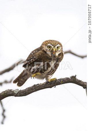 Ferruginous Pygmy owl Glaucidium brasilianum Stock Photo