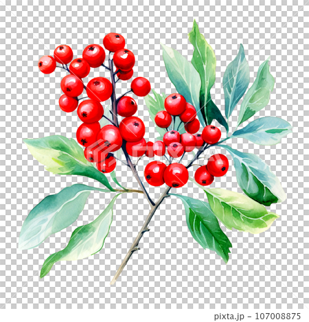 A Christmas decorative leaves and branches with winter red berries clipart isolated on Transparent Background. Christmas elements clipart. A Christmas decorative leaves and branches with winter red berries clipart isolated on Transparent Background. Christmas elements clipart. 107008875