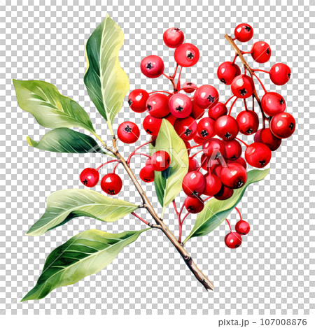 A Christmas decorative leaves and branches with winter red berries clipart isolated on Transparent Background. Christmas elements clipart. A Christmas decorative leaves and branches with winter red berries clipart isolated on Transparent Background. Christmas elements clipart. 107008876